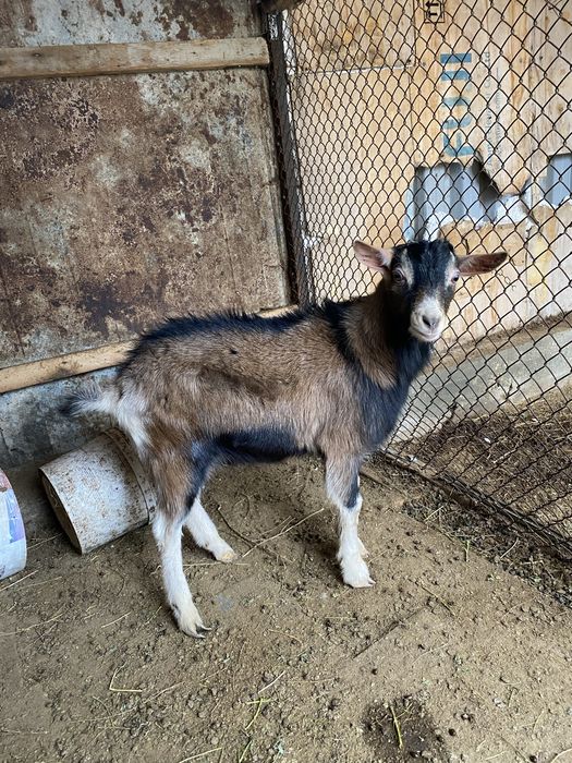 Теке сатылады 1 жасар