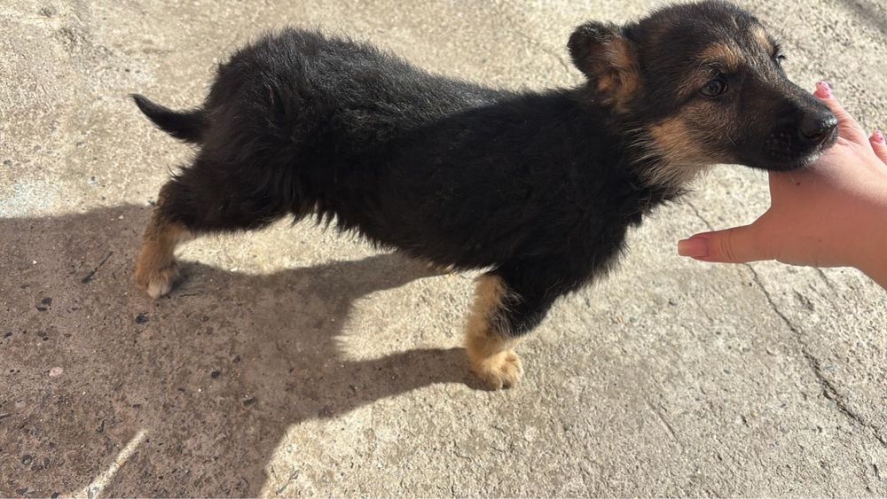 Щенок немецкая овчарки