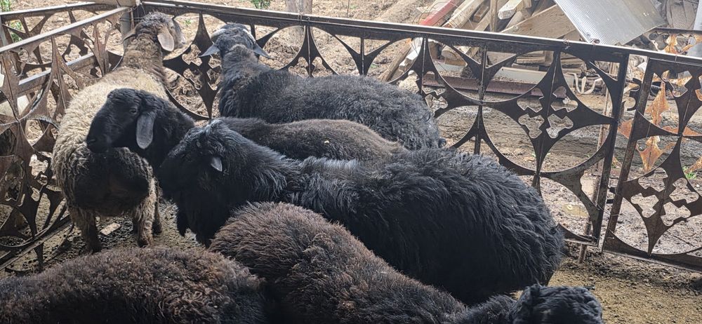 Тиш бузмаган кучкорлар сотилади.