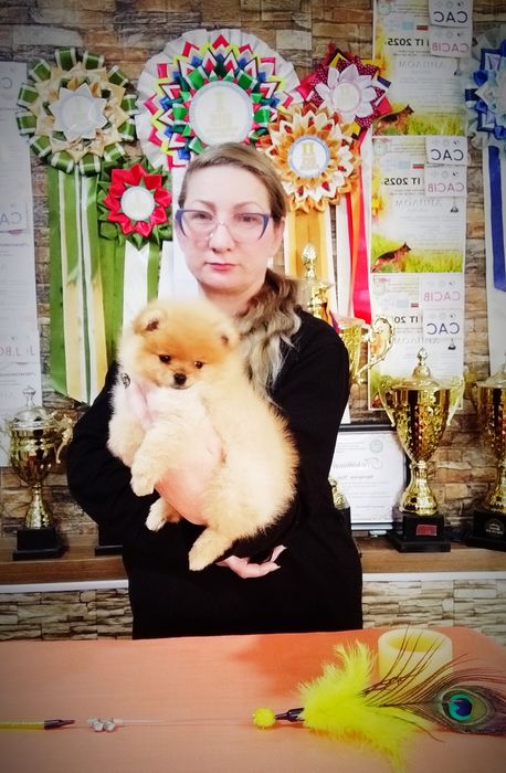 Щенки померанского шпица