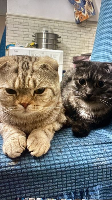 Отдам в добрейшие руки Кошку