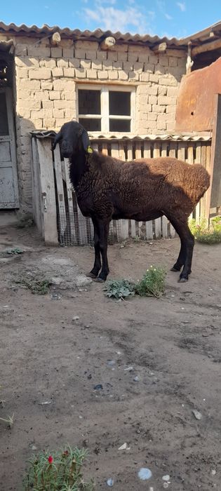 Семіз жас қой.ірі