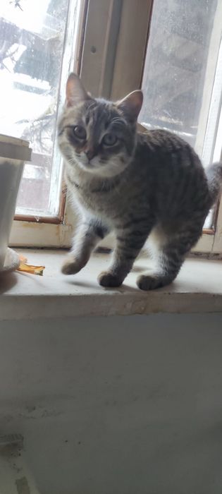 Отдадим кошечку в хорошие руки