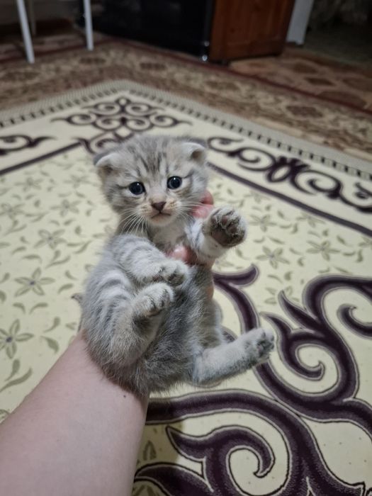 Котенок домашние