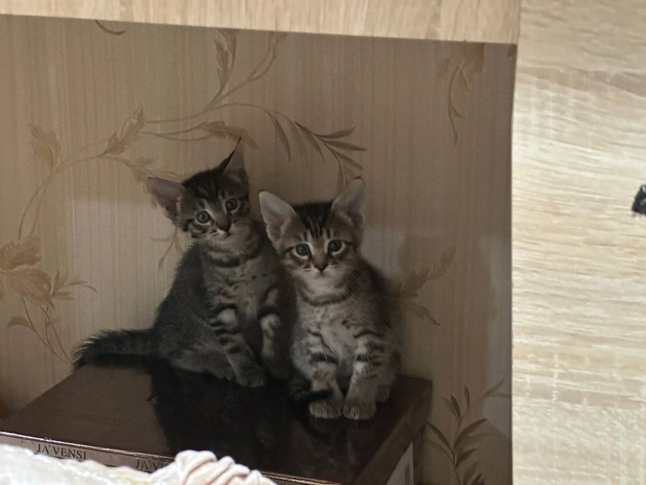 Котята. Отдам в хорошие руки.