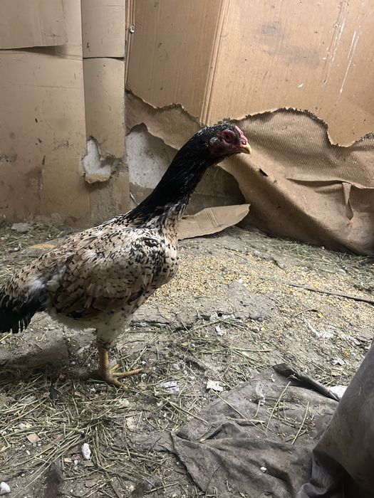 Инкубационный яйцо