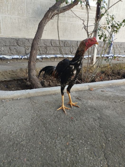 Saman juja sotiladi, zoti toza, Shahrisabz narxi 850ming