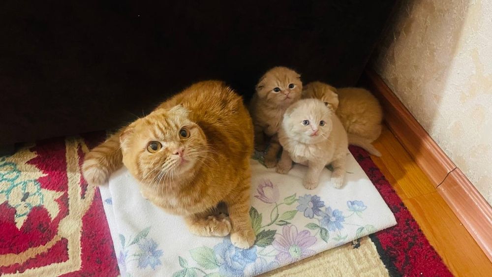 Катята пародастый продаю срочно