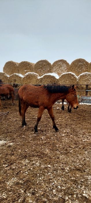 Продам жеребчиков на согым 600