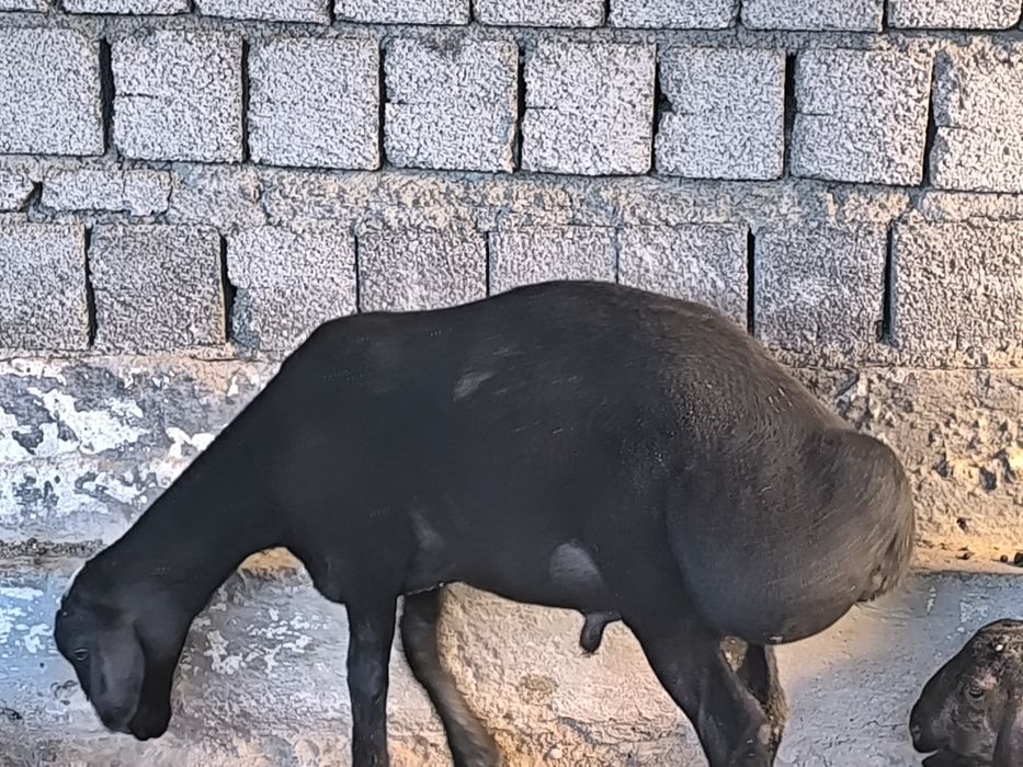 Qoylari sotiladi 7 oyli  qozi qochqorla