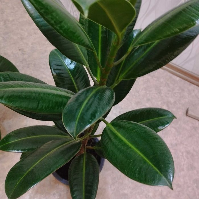 Продам домашние цветы