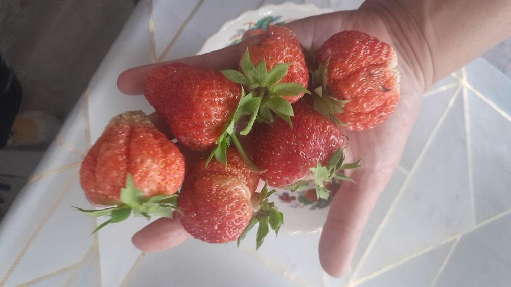 Рассада клубники ревмонтанка