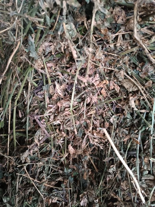 Vind baloți de lucernă