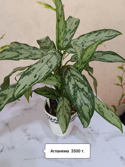 Продаю цветы разные