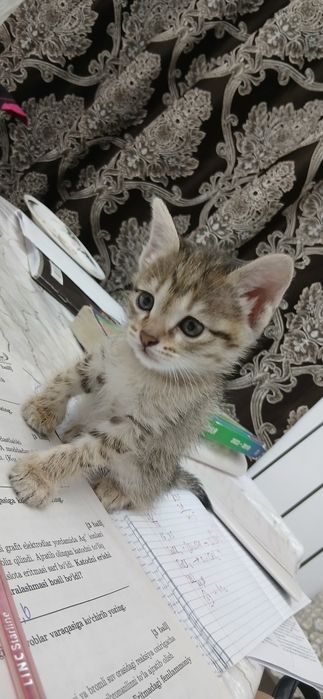 Отдам в добрые руки