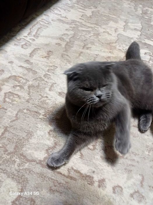 Mushuk scottish fold
