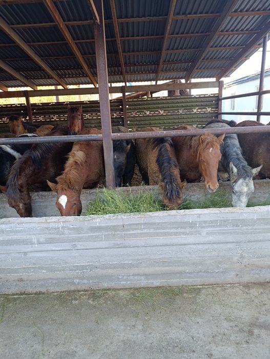 Семіз жылқылар сатылады