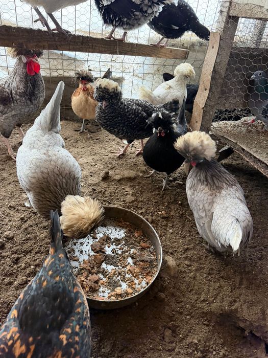 Vand oua motata olandeza