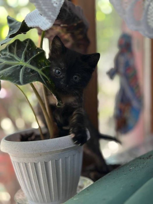 Котята ,отдам в добрые руки.