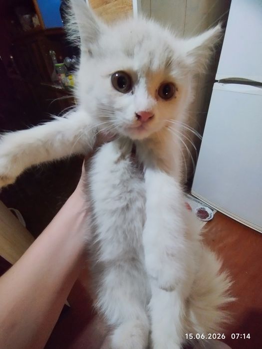 Белый, красивый котёнок.