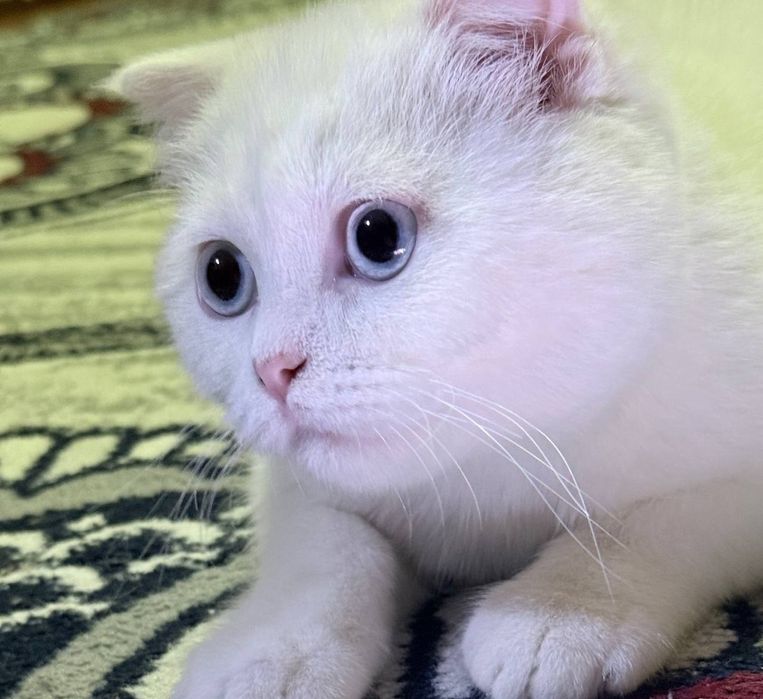 Белоснежный Скоттиш-фолд 5 месяцев  Идеальная родословная внешность.