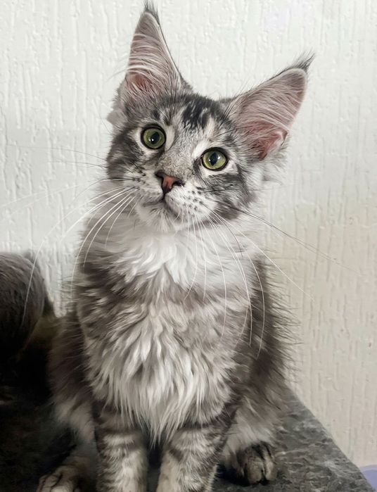 Maine Coon cu părinții campion.