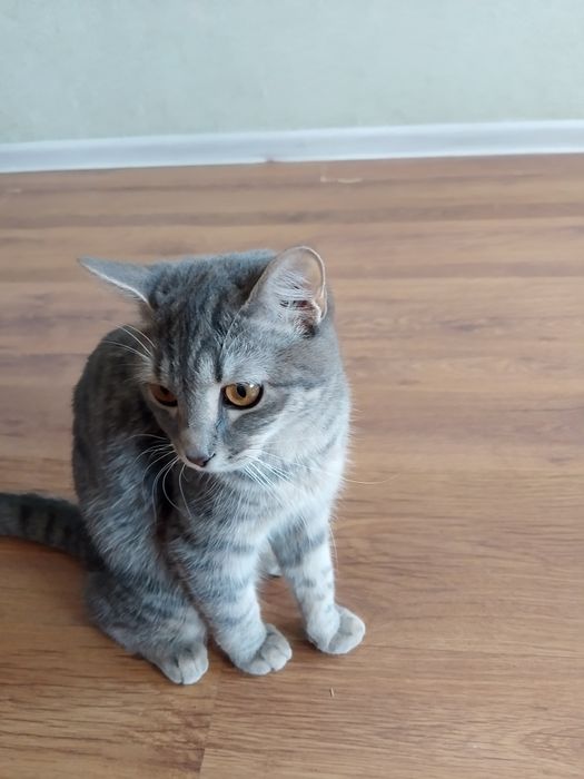 Отдам кошку в хорошие руки