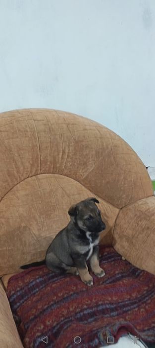 Одам девочку щенок 1,5 месеца