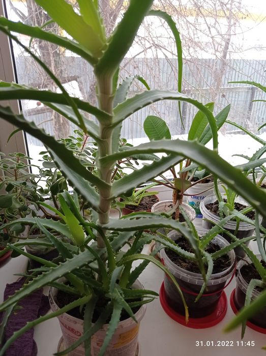 Продам алое больше 3 лет