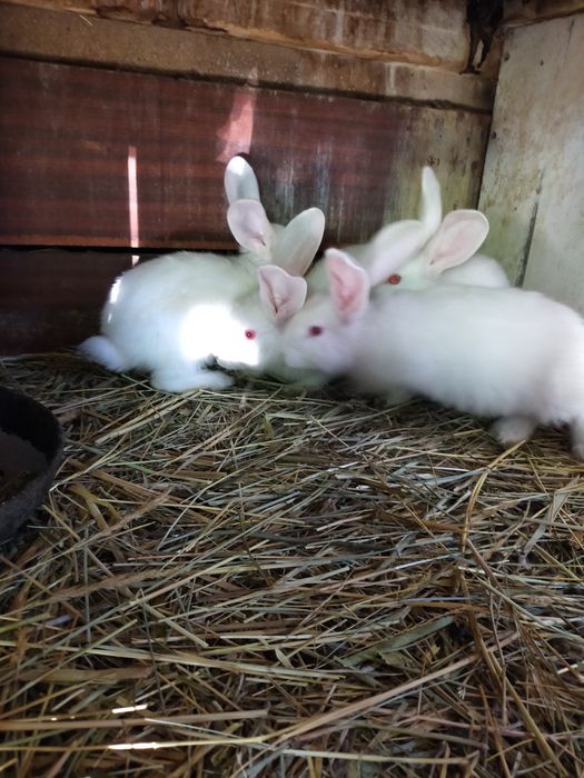 Крольчата Фландыры!