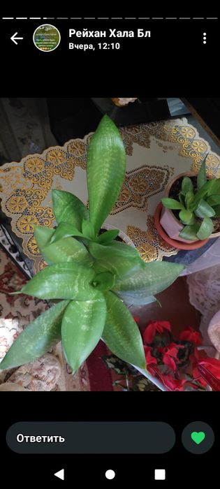 Домашние цветы растения