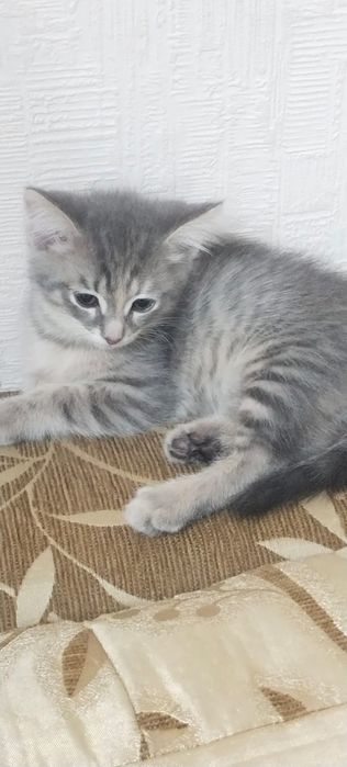 Отдам котят в хорошие руки