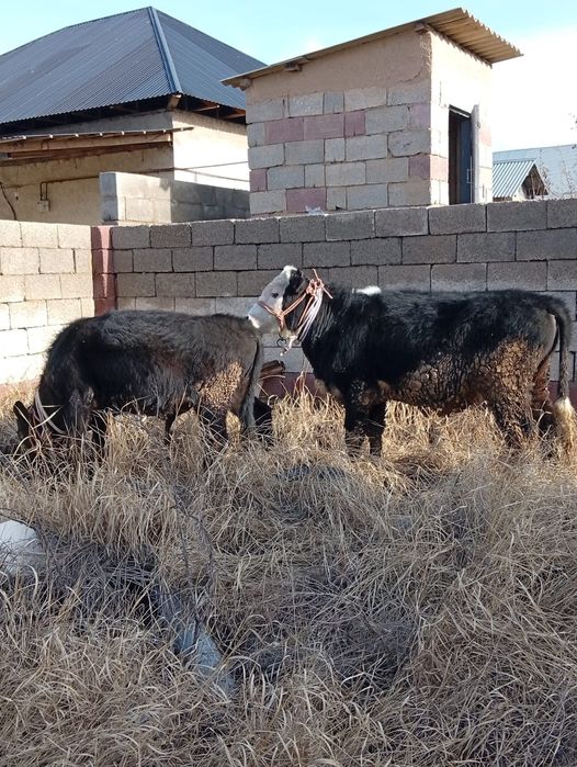 Продам быков породистых