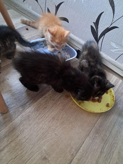 Ofer pisoiași spre adoptie