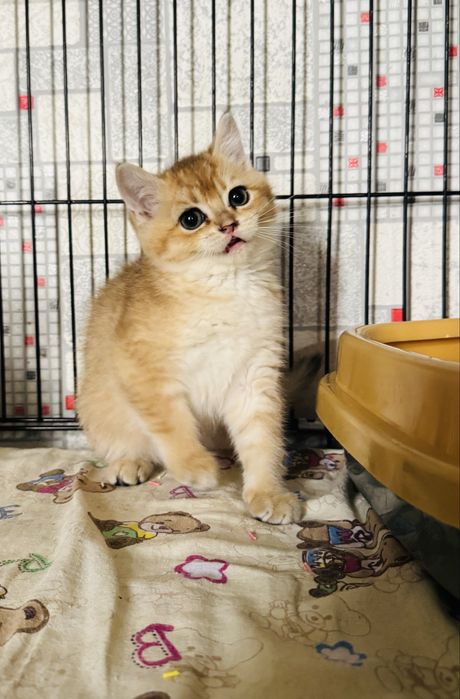 Zolotaya shinshilla N11 ogil bola