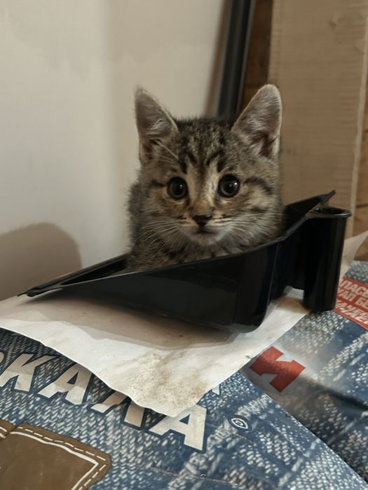 отдаем котенка в добрые руки,девочка