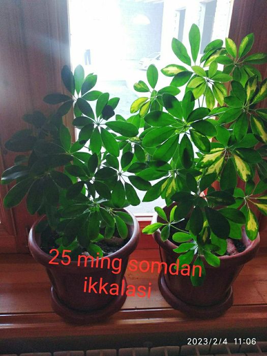 Gullar sotiladi. Arzon narxlarda