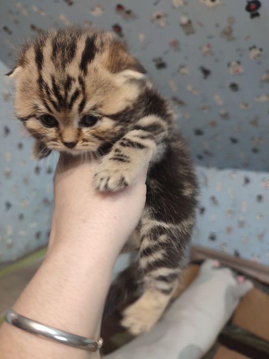 Шатланские котята