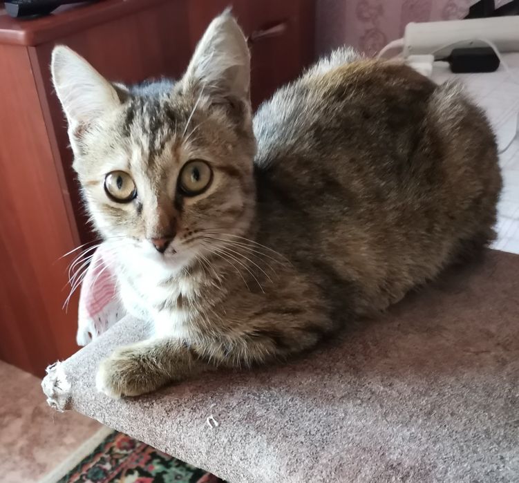Котенок в добрые руки