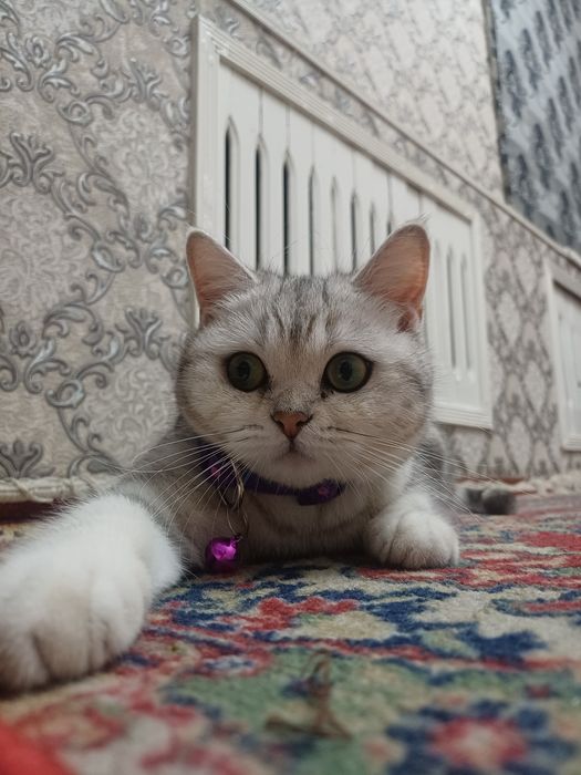 Seribristaya shinshila Folf