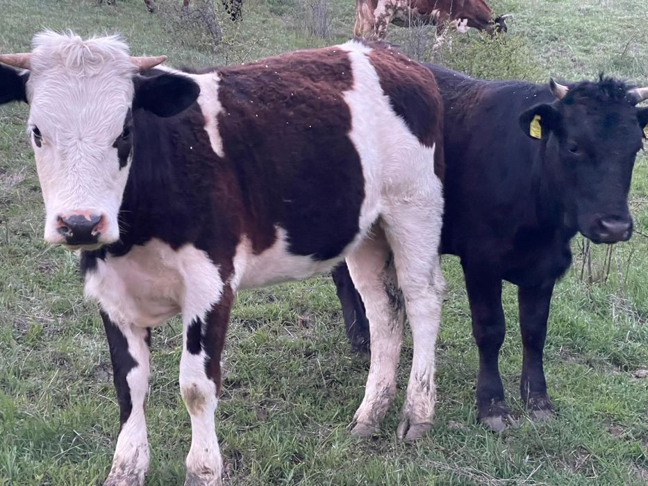 Junincă bălțată disponibilă