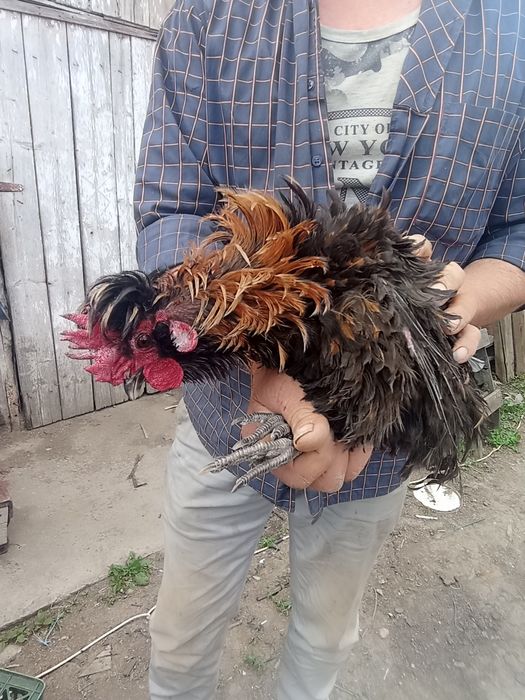 Vând cocoș frizat și zburlit, împreună cu o puicuță cu moț.Am obținut și pui frumoși de la ei, sunt de anul trecut