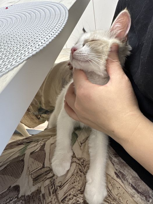 Отдаем в хорошие руки