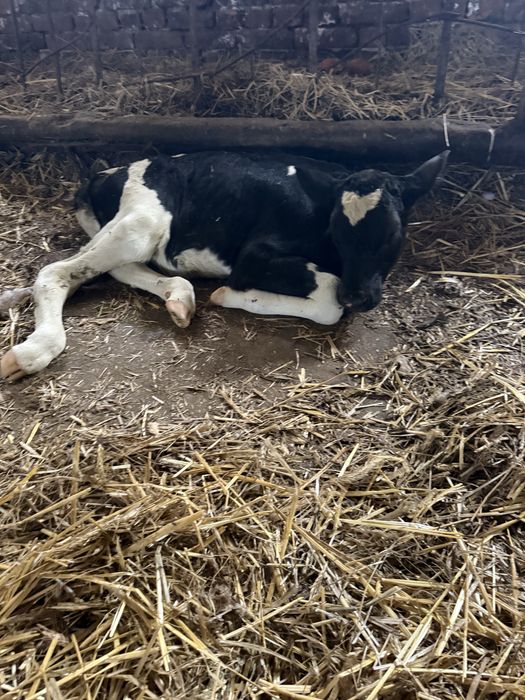 Viteluse holstein