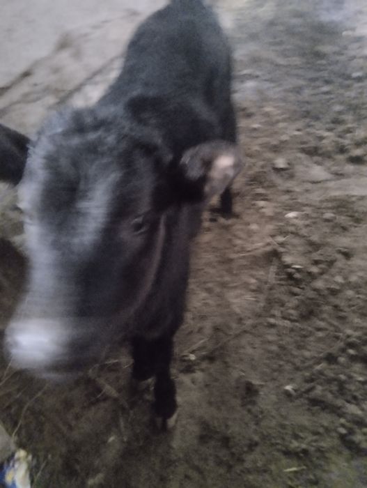 Sigir yaxshi uyni moli