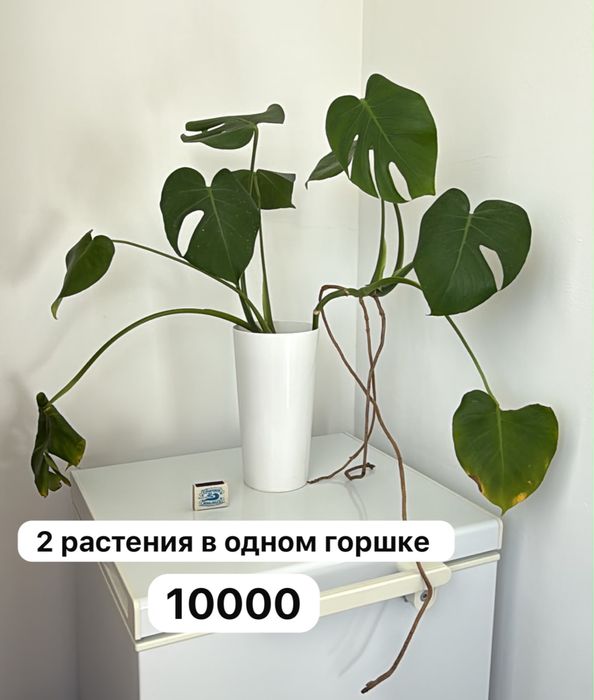 Растения комнатные