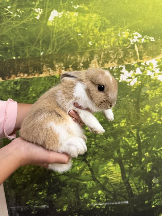 Кролик мини, домашний. 4 месяца