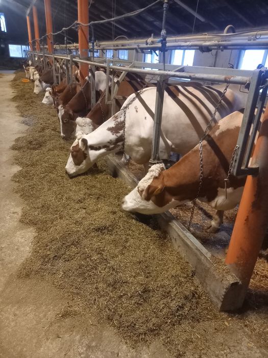 Vaci de vânzare tinere