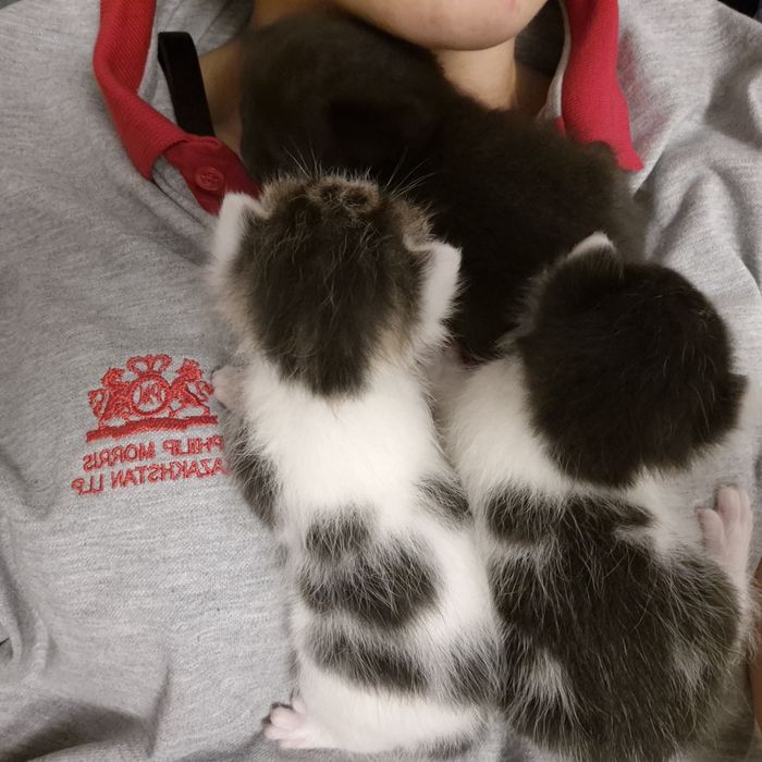 Котята в хорошие руки