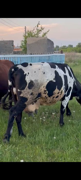 Продам  дойную корову 6 отелом.